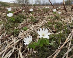 Anemonoides raddeana