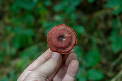 Cortinarius sanguineus