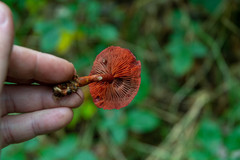 Cortinarius sanguineus