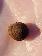 Triodopsinae