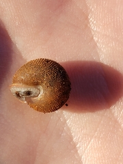 Triodopsinae