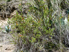 Clinopodium tomentosum