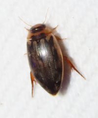 Coptotomus