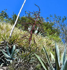 Tillandsia secunda