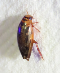 Coptotomus
