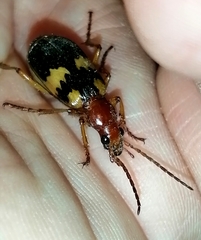 Pheropsophus hispanicus