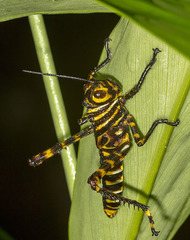 Tropidacris cristata grandis