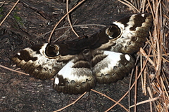 Erebus terminitincta