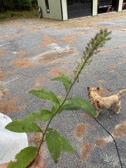 Lysimachia clethroides