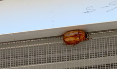 Cyclocephala lunulata