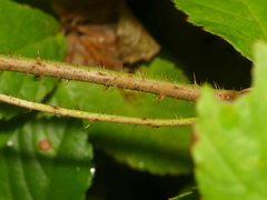 Rubus fulleri