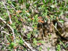 Clinopodium tomentosum