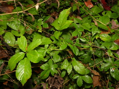 Rubus fulleri