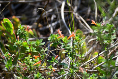Clinopodium tomentosum