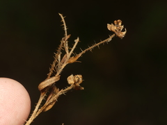 Rubus fulleri