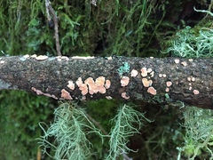 Aleurodiscus grantii