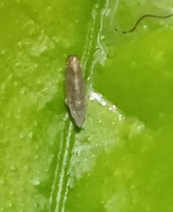 Hemiptera