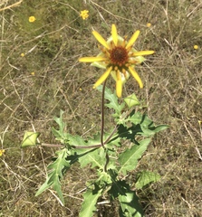 Tetragonotheca texana