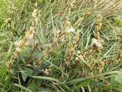 Asphondylia verbasci