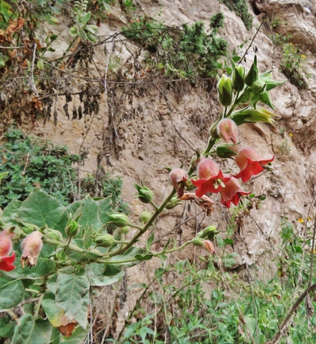 Tobacco (Nicotiana glutinosa)