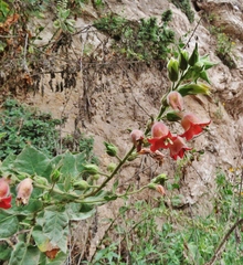 Sticky tobacco (Nicotiana glutinosa)
