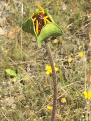 Tetragonotheca texana