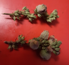 Asphondylia verbasci