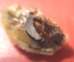 Asphondylia verbasci