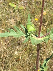 Tetragonotheca texana