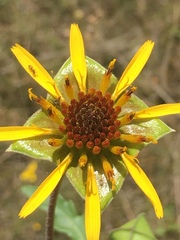 Tetragonotheca texana