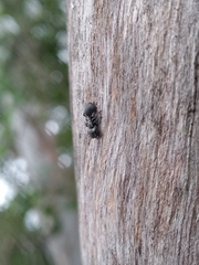 Cephalotes pusillus