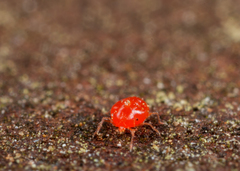 Erythraeoidea