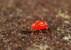 Erythraeoidea