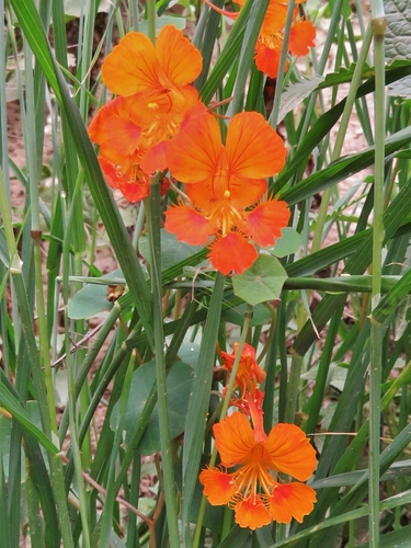 Tropaeolum minus, photograph 6