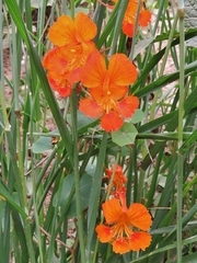 Tropaeolum minus, photograph (c) Annika Lindqvist, some rights reserved (CC BY)