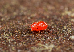 Erythraeoidea