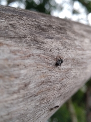 Cephalotes pusillus