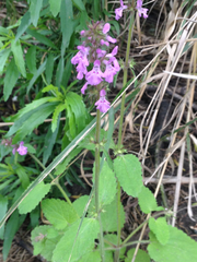 Stachys drummondii