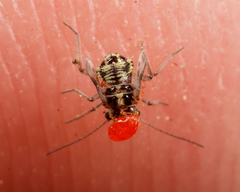 Erythraeoidea