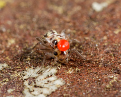 Erythraeoidea