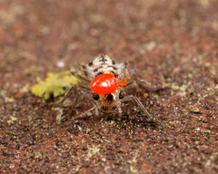 Erythraeoidea