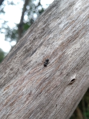 Cephalotes pusillus