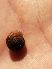 Triodopsinae
