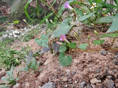Ipomoea dumetorum