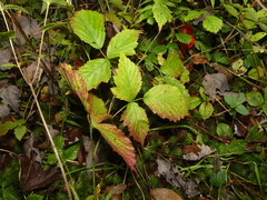 Rubus steelei