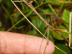 Rubus steelei