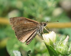 Cymaenes tripunctus