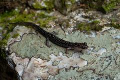 Plethodon caddoensis