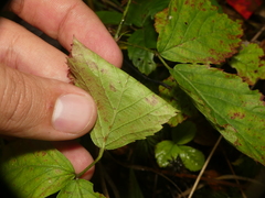 Rubus steelei