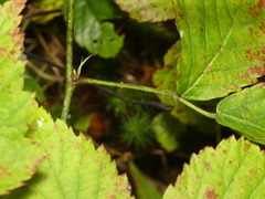 Rubus steelei